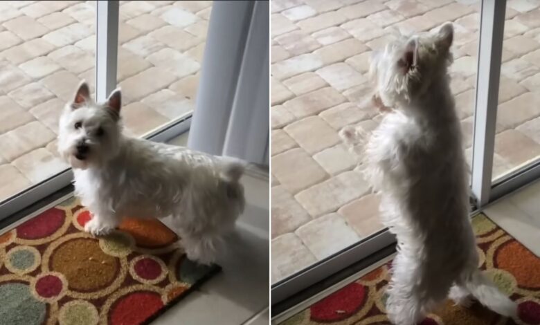 Little Dog Starts Jumping Out Of Excitement When She Sees Something In Her New Home