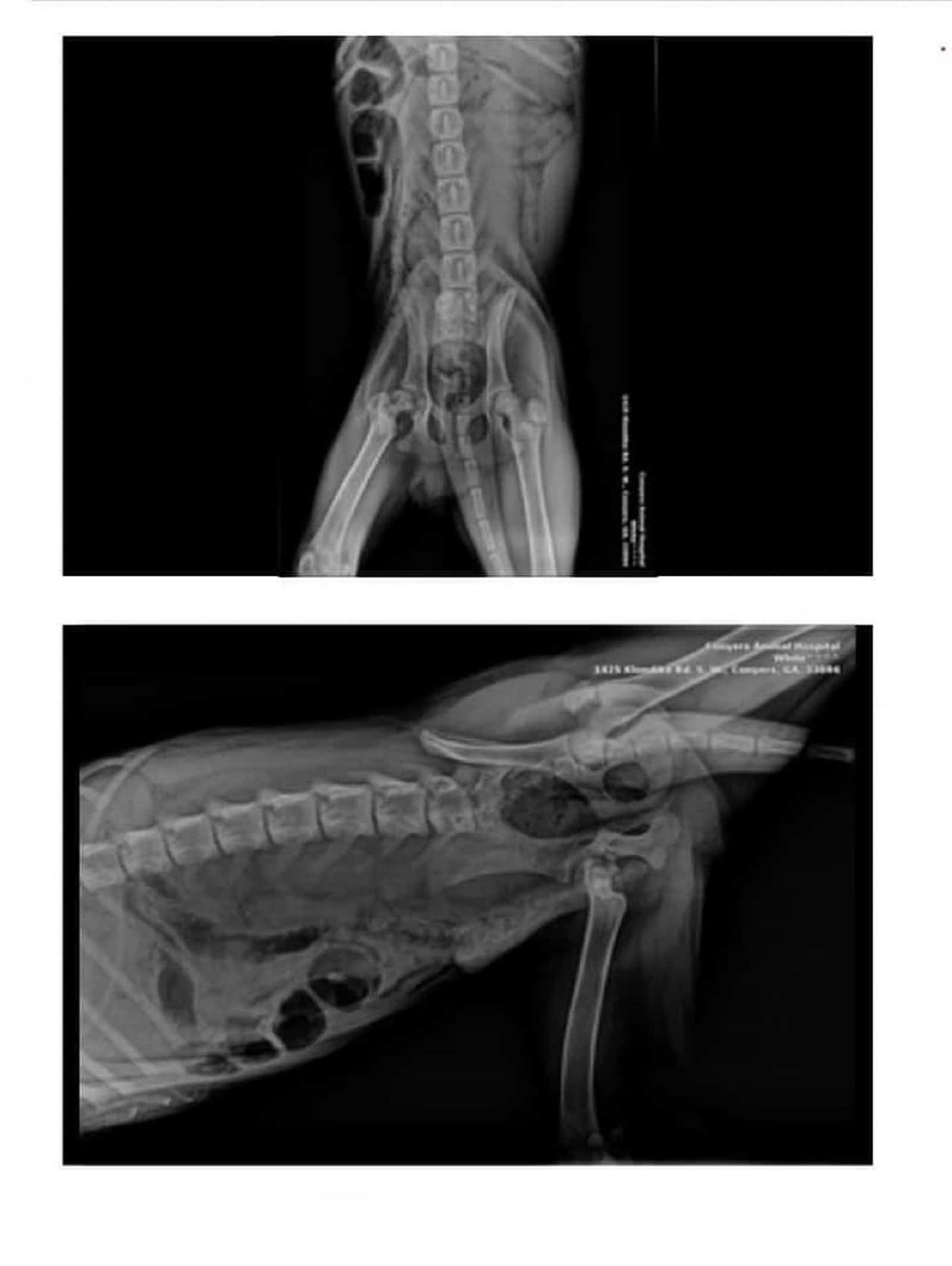 x-ray of dog