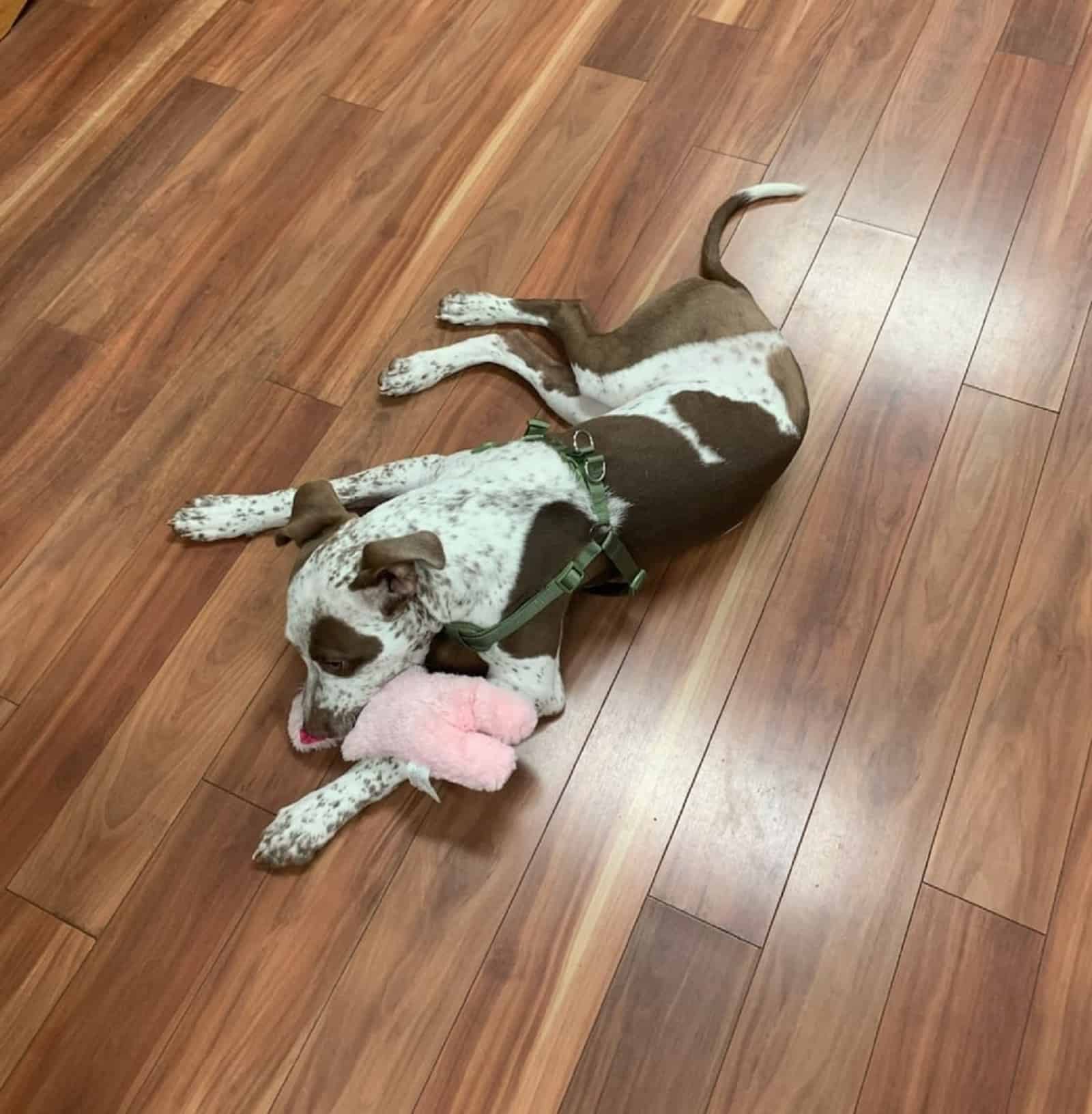 dog playing with a toy on the floor