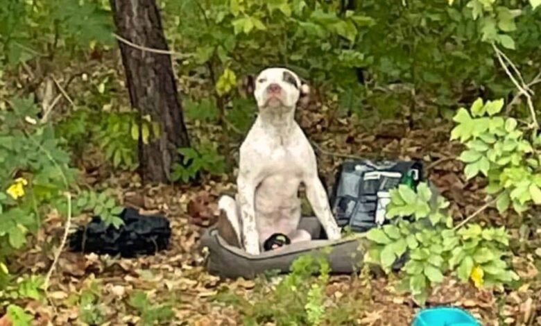 Man Shocked To Find A Dog Abandoned In The Woods With A Bag Of Food And Some Toys