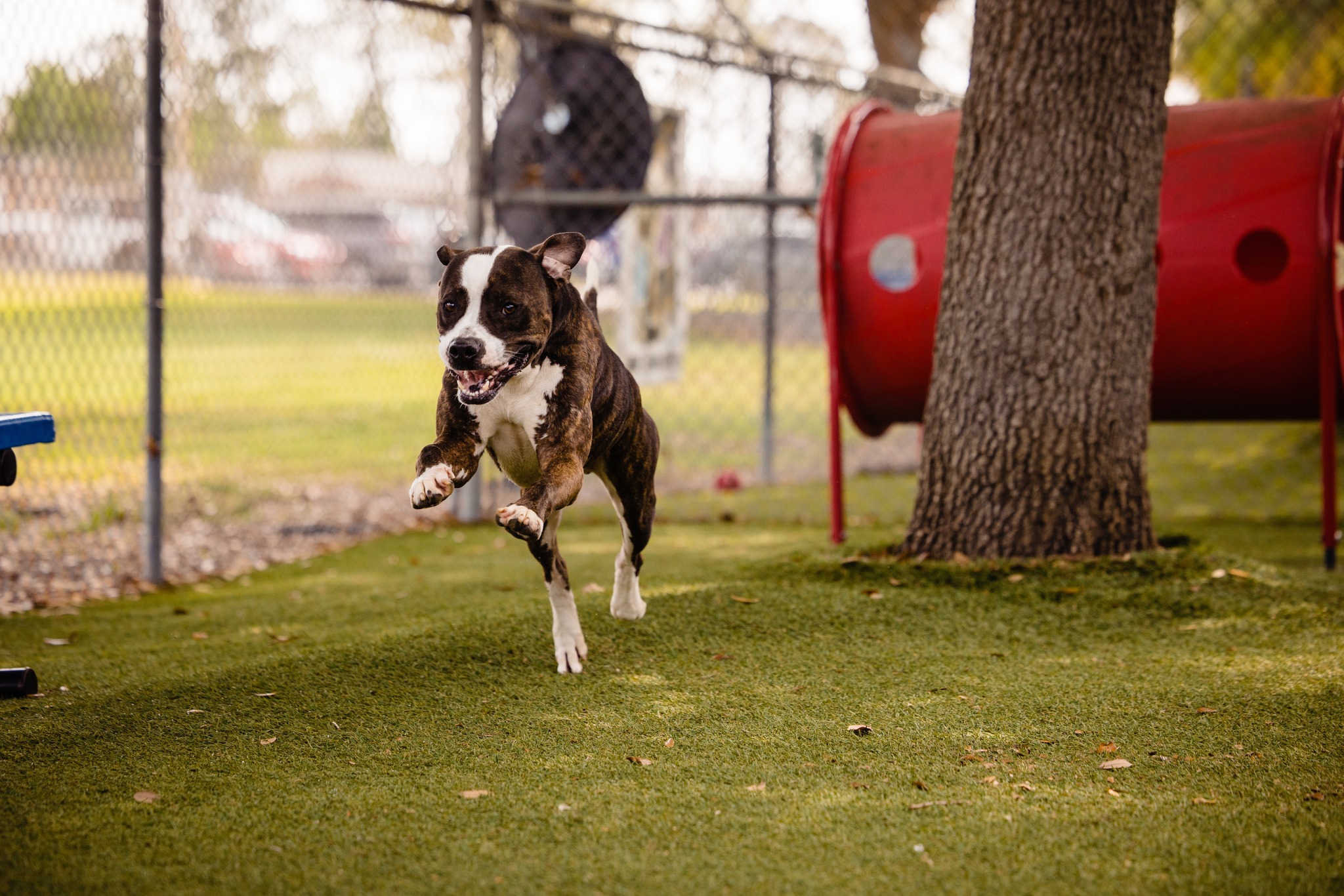 dog running in a fenced yard