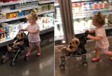 Watch This Adorable Baby Girl Take Her Dog Shopping In A Tiny Stroller