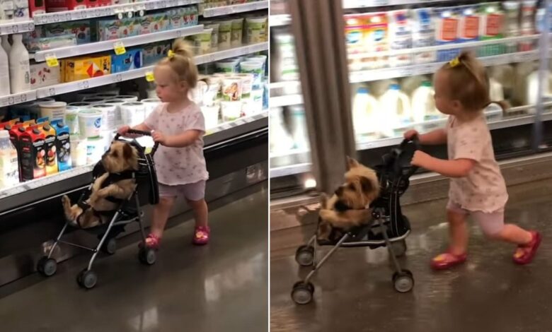 Watch This Adorable Baby Girl Take Her Dog Shopping In A Tiny Stroller