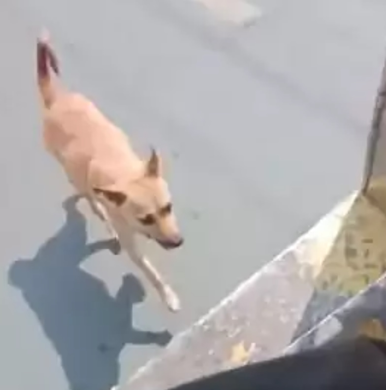 brown dog running