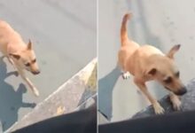 Adorable Stray Dog Begs A Bus Driver To Let Her In, She Ends Up Getting So Much More