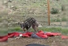 Abandoned And Injured Dog In Tattered Jacket Undergoes An Incredible Transformation