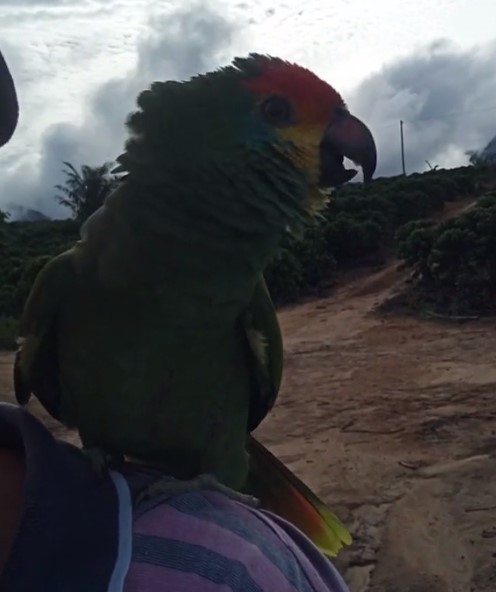 photo of a parrot