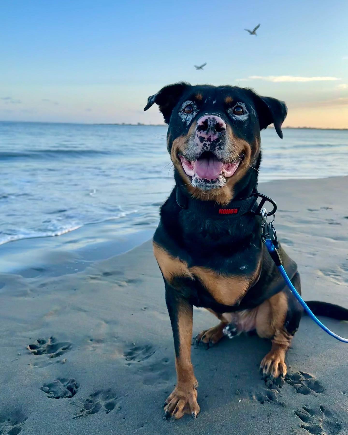 cute-dog-on-the-beach