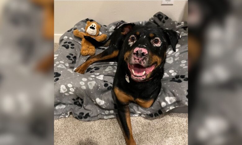 Rottweiler With An Incredibly Rare Condition Saved From A Ditch Finds A Loving Home