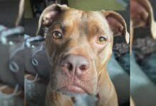Shelter Pit Bull With A Mysterious Past Finds Home She Always Wanted