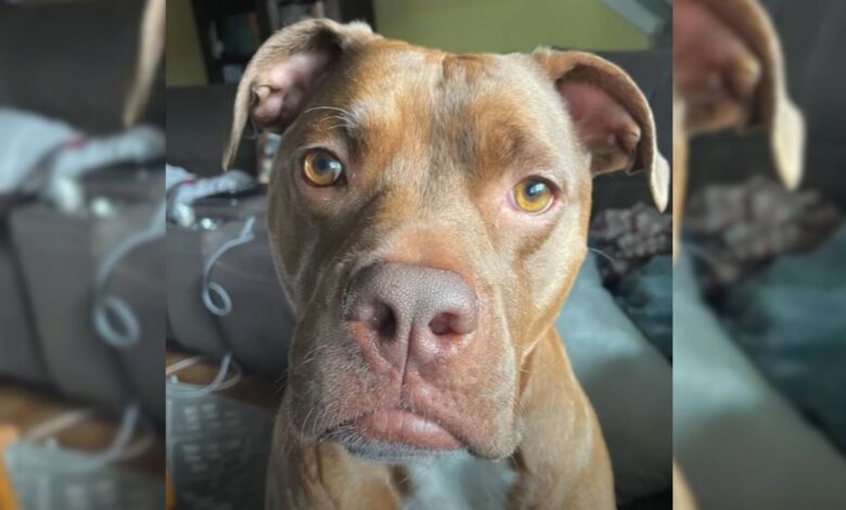 Shelter Pit Bull With A Mysterious Past Finds Home She Always Wanted