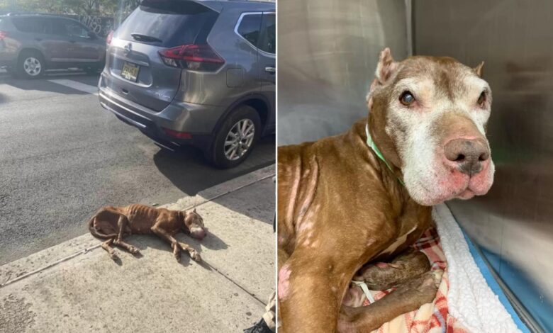 Starving Senior Dog Found Collapsed On A Sidewalk Saved At The Last Minute