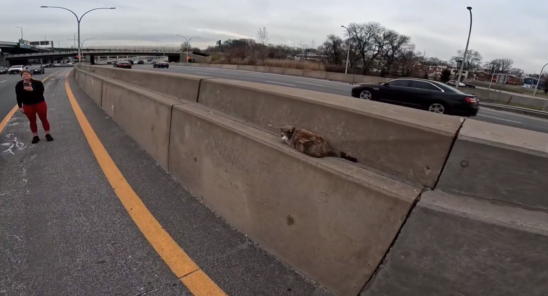 cat laying on the highway