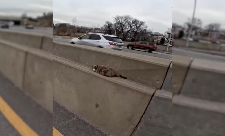 Man Spots Something Strange Between The Highway, Soon Realizes It’s Moving