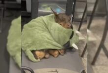 A Doberman Breaks The Stereotype Of His Breed By Looking Adorable Cuddled Up In His Blankets