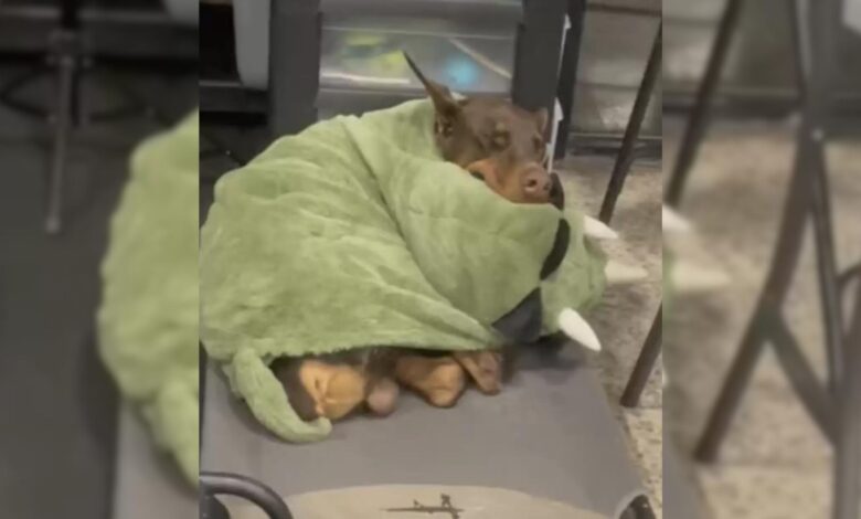 A Doberman Breaks The Stereotype Of His Breed By Looking Adorable Cuddled Up In His Blankets