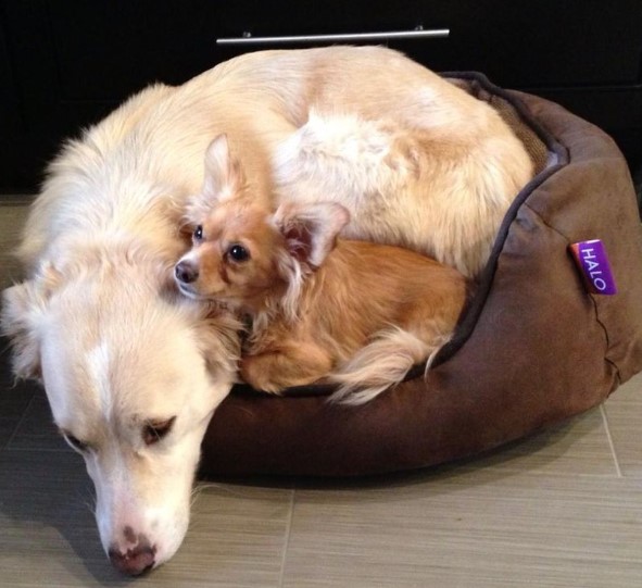 a puppy leaning on a golden retriever
