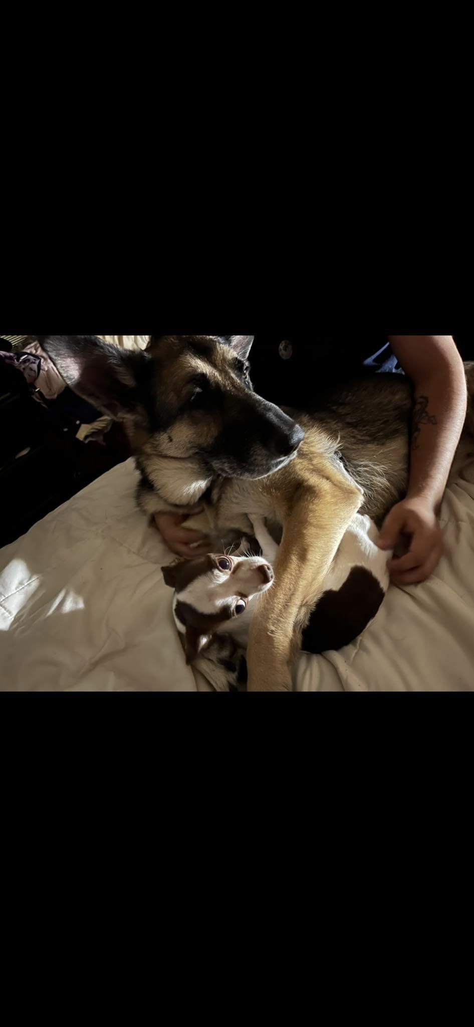 german shepherd protective above the puppy