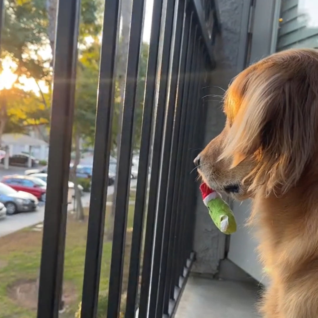 Golden Retriever with a toy in his mouth on the balcony