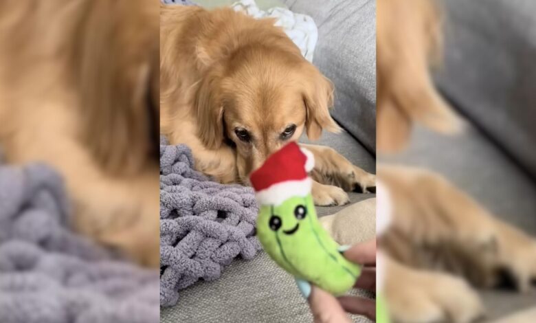 Golden Retriever Obsessed With His Puppyhood Toy Receives The Biggest Surprise