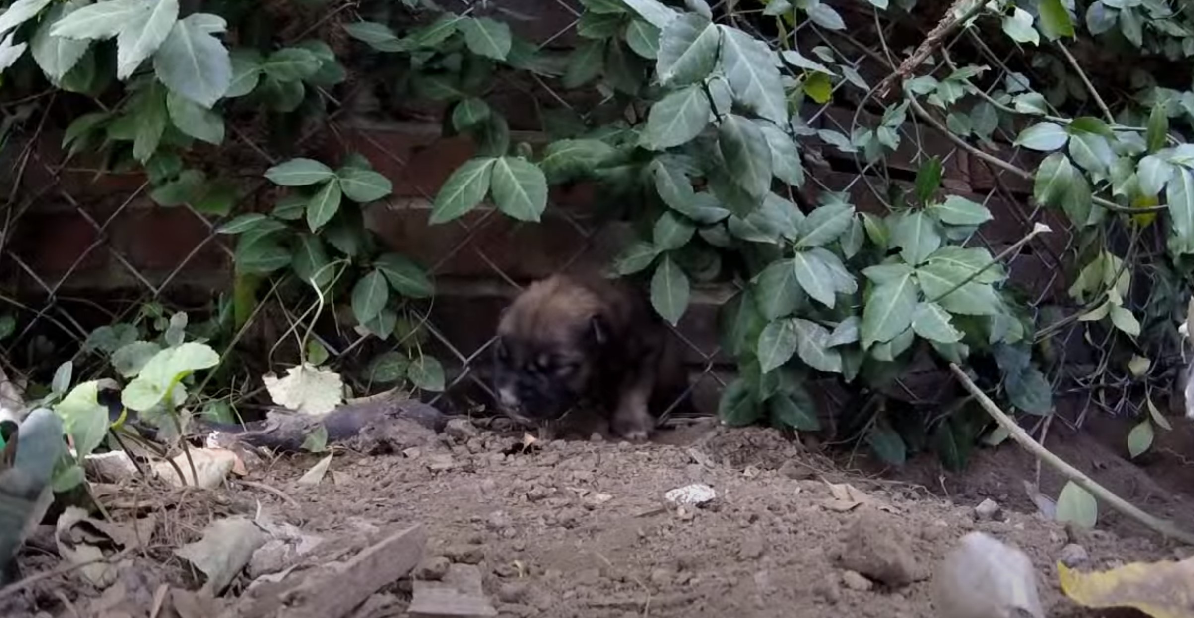 the brown puppy crawls through the fence