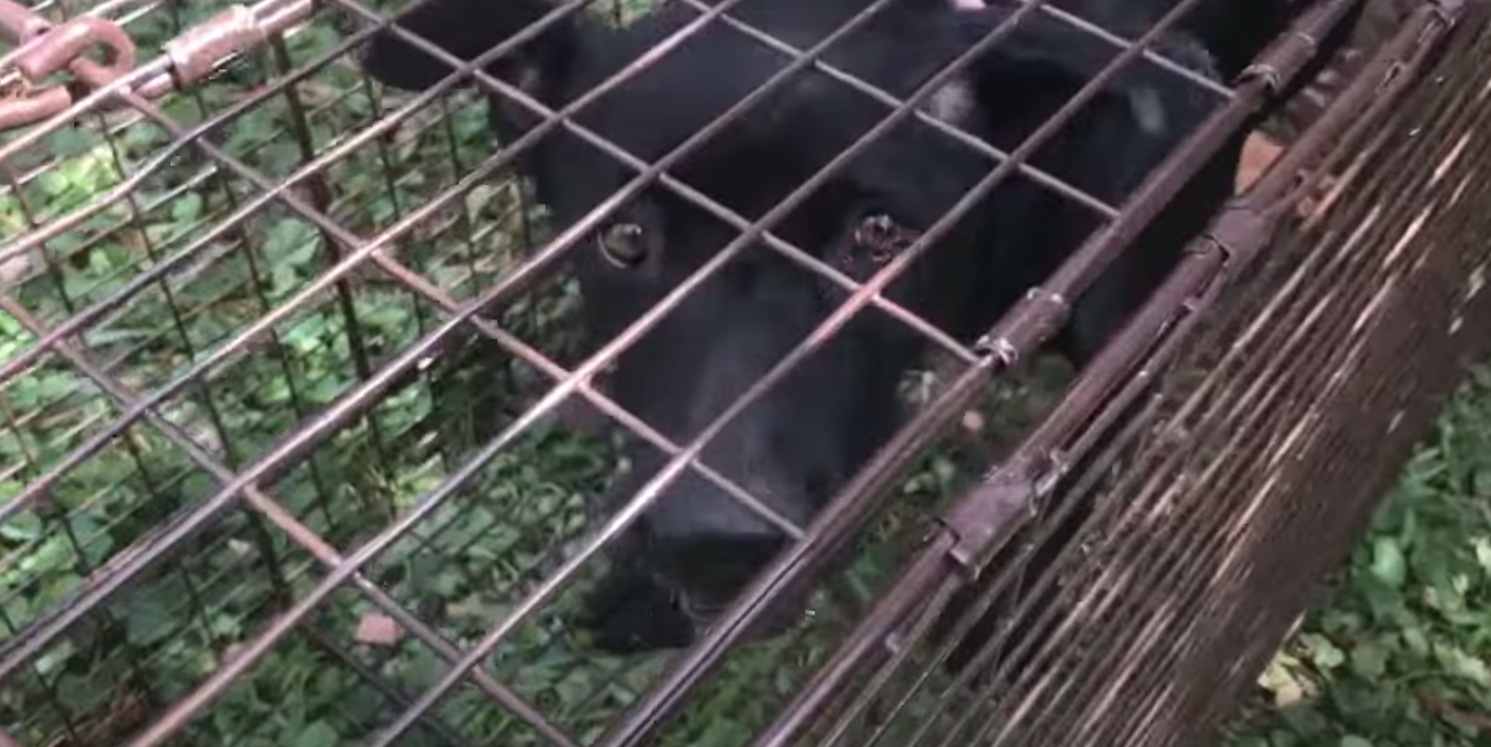 the sad look of a black dog in a cage