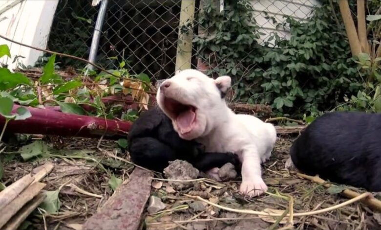 Rescuers Had To Save A Puppy Who Got Stuck While His Mama Kept On Barking At Them