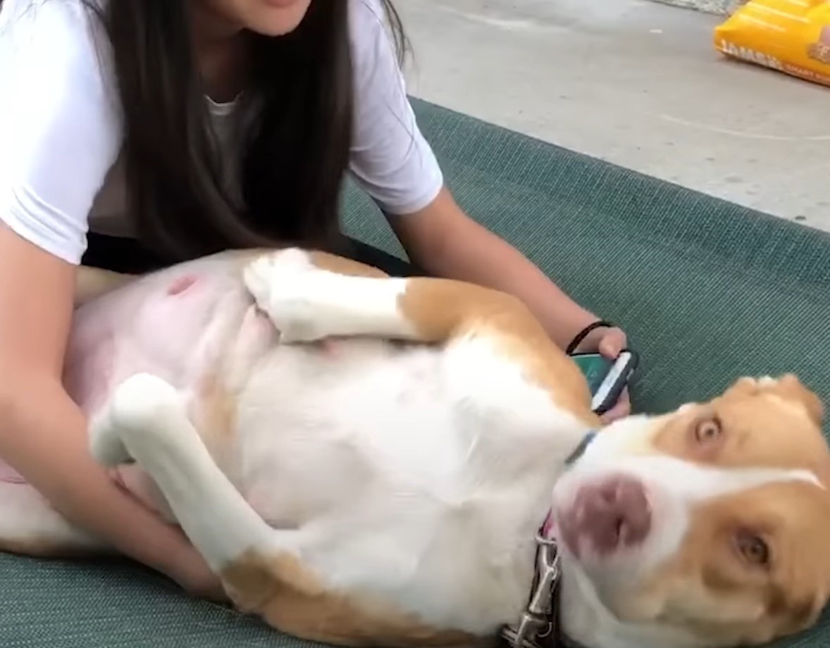 woman helping pregnant pittie