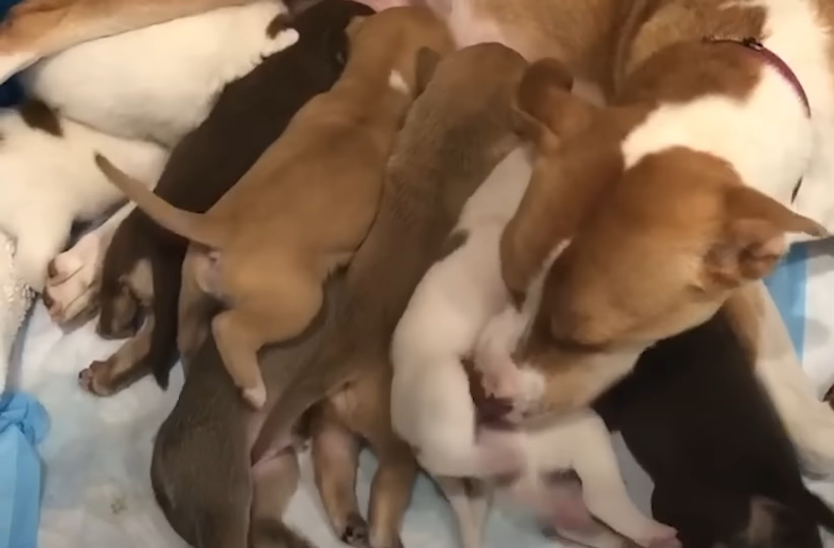 pitbull puppies lying on a pile