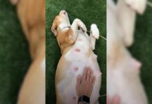 Pregnant Shelter Pittie Facing Euthanasia Gets The Best Mom In The World
