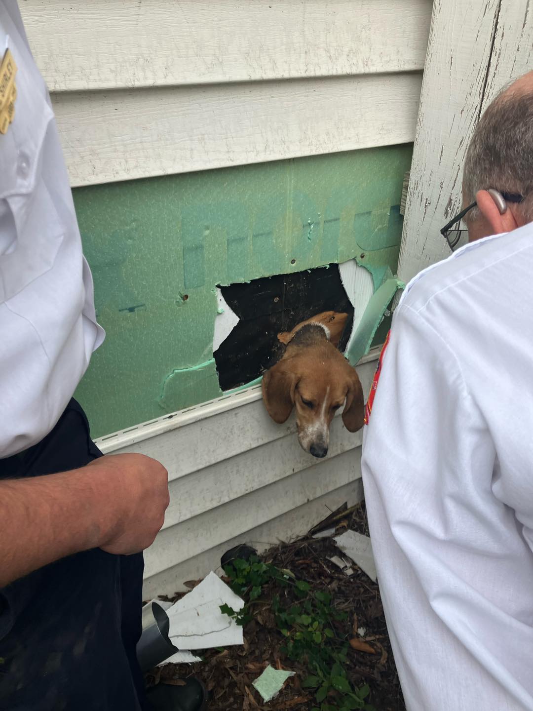 photo of a dog stuck in vent