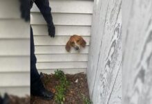 Dog Head Stuck In Dryer Vent In His Home Leaves Police And Firefighters Stunned