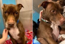 Heartbroken Dog Surrendered To A Shelter After 7 Years Of Being With A Family