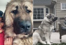 This Family Shared A Story On Their Life With A Giant Caucasian Mountain Dog