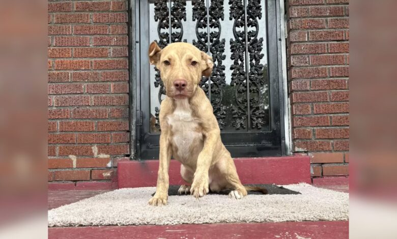 Family Surprised To Find A Starving Stray Dog Curled Up On Their Porch
