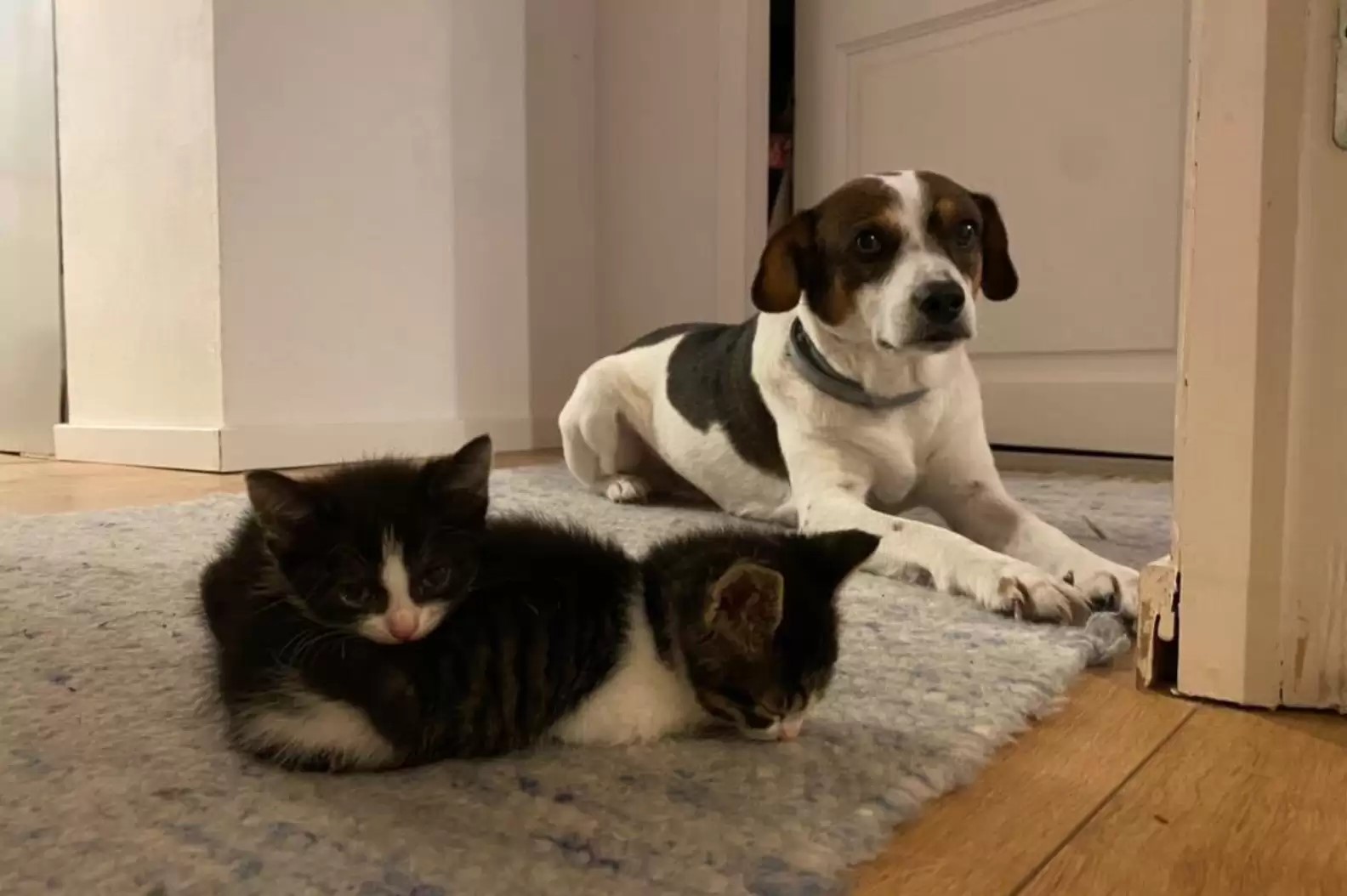 portrait of a dog lying on the floor with two cute kittens next to him