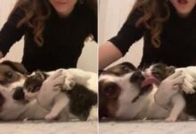 Grieving Dog Welcomes A New Feline Family Member With Hugs And Kisses 
