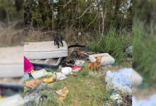 Rescuers Try To Save Two Dogs From A Pile Of Trash, Then Come To A Shocking Realization