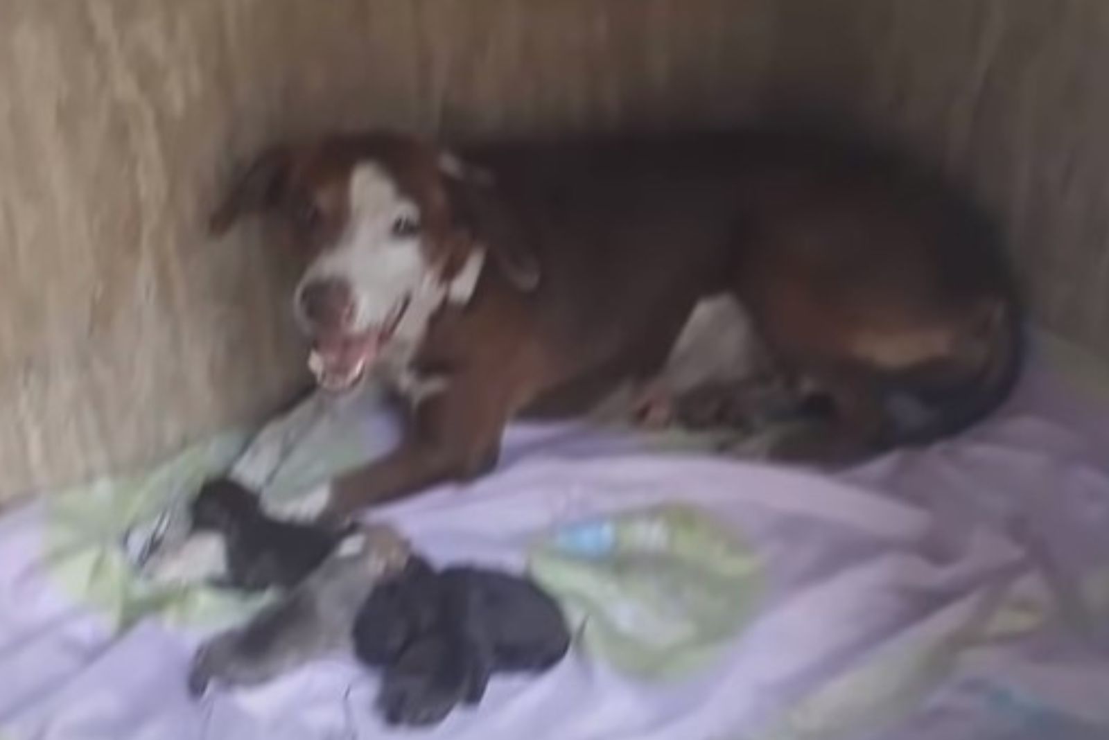 dog and her puppies