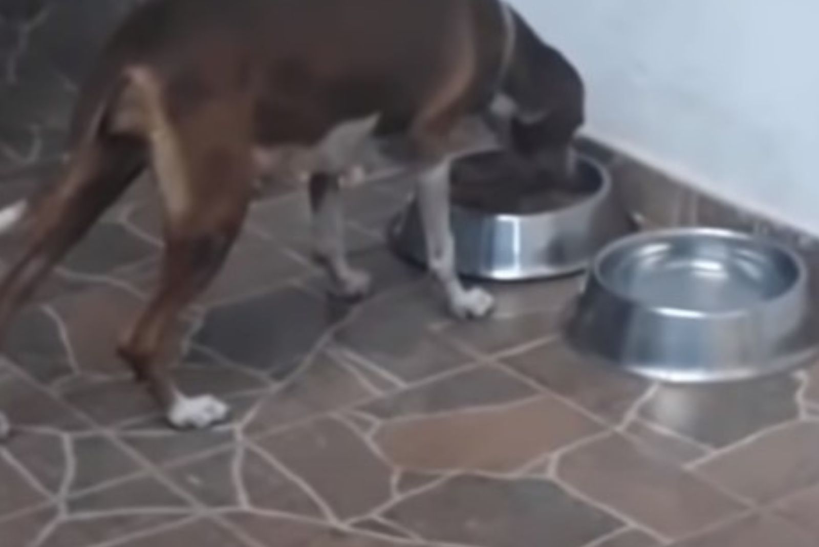 dog drinking the water