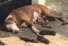 Exhausted Mom Dog Found Lying Helplessly Next To Her Newborn Puppies