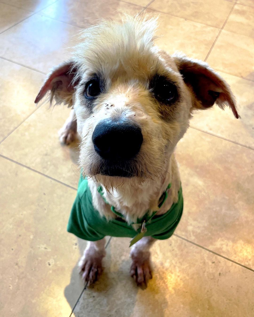 close-up photo of a dog wearing green shirt