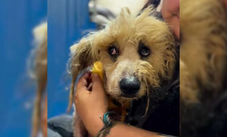 Matted Dog Gets A 5-Hour Haircut And Shocks Everyone With His Amazing Transformation