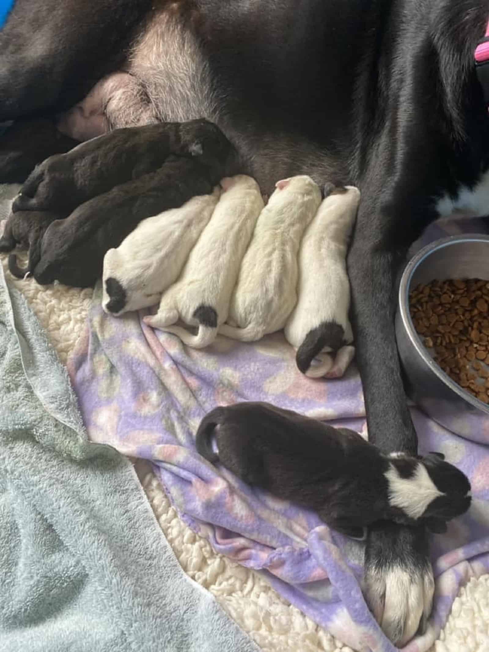 mama great dane nursing her puppies while one puppy lying on her paw