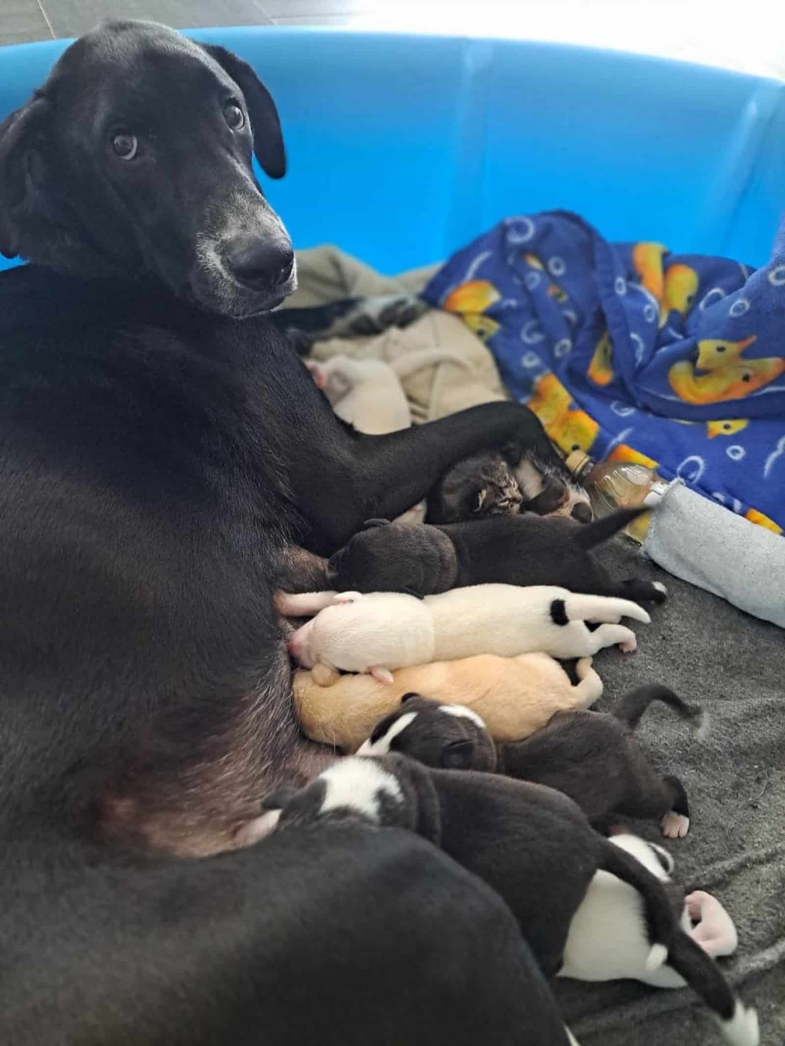 great dane mama nursing her puppies