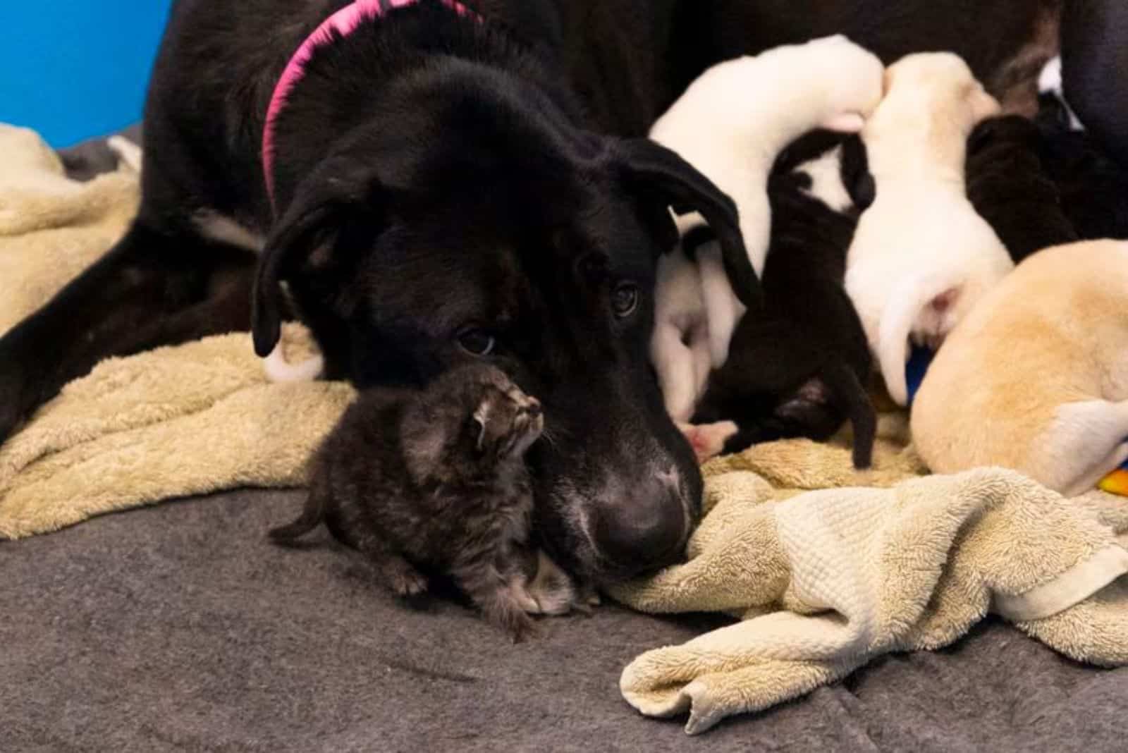 great dane mama with her puppies and one kitten cuddling with her