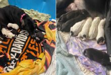 Amazing Great Dane Mom Adds One Unlikely Baby Into Her Big Litter