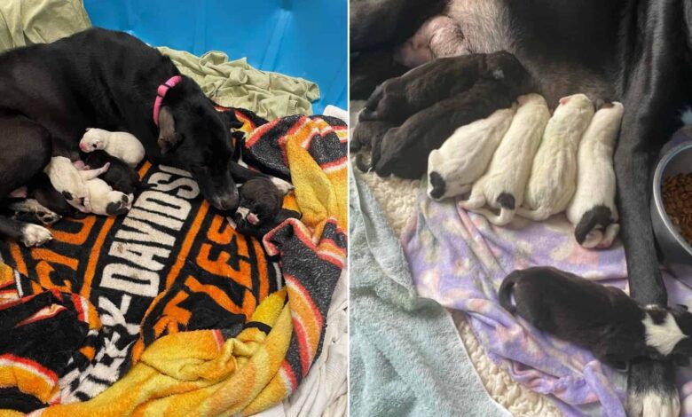 Amazing Great Dane Mom Adds One Unlikely Baby Into Her Big Litter