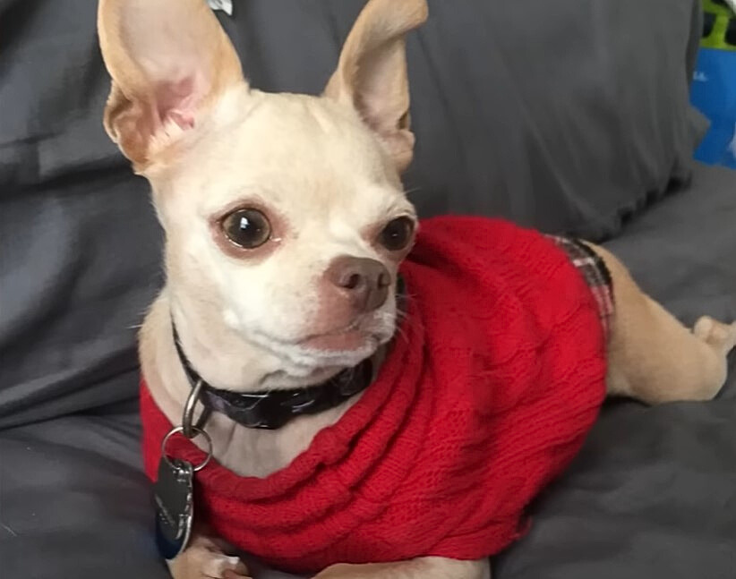 a cute white puppy dressed in a red sweater