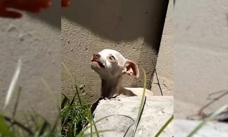A Family Discovers An Abandoned Little Puppy Trembling With Fear Under A Bridge